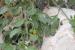 Solanum nigrum ---EM---L. 