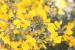 Calycotome villosa---EM---(Poir.) Link 
