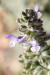 Salvia verbenaca ---EM---L.