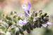 Salvia verbenaca ---EM---L.