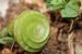 Medicago orbicularis ---EM---(L.) Bart