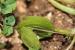 Medicago orbicularis ---EM---(L.) Bart