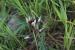 Astragalus palaestinus ---EM---Eig