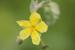 Helianthemum salicifolium ---EM---(L.) Mill 