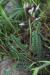 Astragalus palaestinus ---EM---Eig