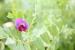 Vicia sativa---EM---L.