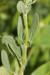 Helianthemum salicifolium ---EM---(L.) Mill 