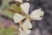 Eruca sativa ---EM---Mill.