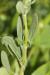 Helianthemum salicifolium ---EM---(L.) Mill 