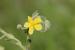 Helianthemum salicifolium ---EM---(L.) Mill 
