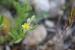 Helianthemum salicifolium ---EM---(L.) Mill 