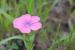 Linum pubescens---EM---Banks & Sol.