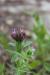 Trifolium dasyurum ---EM---C. Presl.