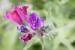 Echium judaeum ---EM---Lacaita