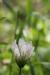 Trifolium calypeatum---EM---L.