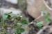 Trifolium scabrum ---EM---L.