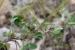 Trifolium scabrum ---EM---L.