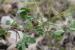 Trifolium scabrum ---EM---L.