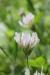 Trifolium calypeatum---EM---L.