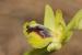 Ophrys lutea ---EM---Cav. 