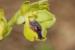 Ophrys lutea ---EM---Cav. 