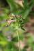 Trifolium calypeatum---EM---L.