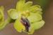 Ophrys lutea ---EM---Cav. 