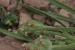 Plantago afra ---EM--- L.
