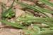 Plantago afra ---EM--- L.