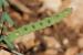 Hippocrepis unisiliquosa---EM--- L.