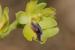 Ophrys lutea ---EM---Cav. 