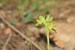 Ophrys lutea ---EM---Cav. 