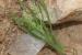 Plantago afra ---EM--- L.