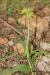 Ophrys lutea ---EM---Cav. 