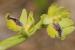 Ophrys lutea ---EM---Cav. 