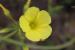 Oxalis pes-caprae---EM---L.