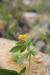 Hymenocarpos circinnatus ---EM---(L.) Savi