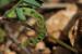 Hippocrepis unisiliquosa---EM--- L.
