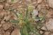 Plantago afra ---EM--- L.
