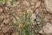 Plantago afra ---EM--- L.