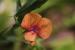Lathyrus blepharicarpus ---EM---Boiss. 