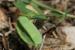 Lathyrus blepharicarpus ---EM---Boiss. 