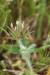 Trifolium stellatum---EM---L.