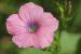 Linum pubescens---EM---Banks & Sol.