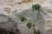 Medicago coronata ---EM---(L.) Bart