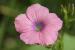 Linum pubescens---EM---Banks & Sol.