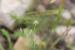 Medicago coronata ---EM---(L.) Bart