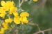 Calycotome villosa---EM---(Poir.) Link 