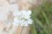 <em>Allium neapolitanum </em> , L.