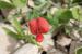 Lathyrus pseudocicera ---EM---Pamp. 